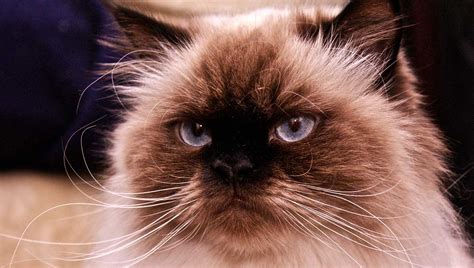 Himalayan Cat - A Guide To The Breed - The Happy Cat Site