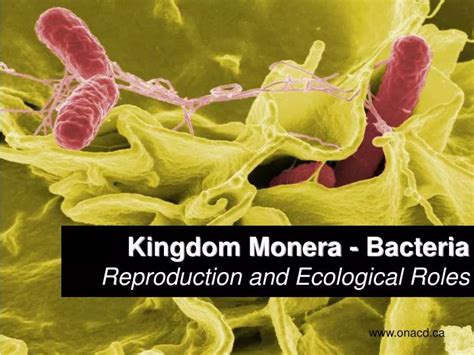 PPT - Kingdom Monera - Bacteria Reproduction and Ecological Roles ...