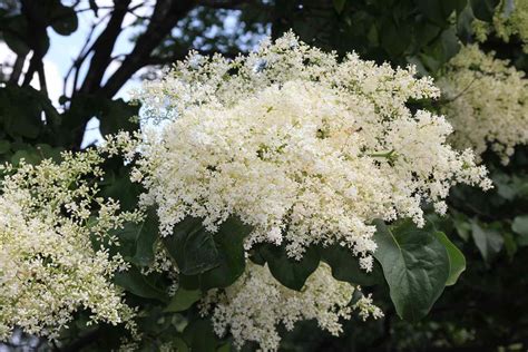 Japanese Lilac Tree: Care and Growing Guide