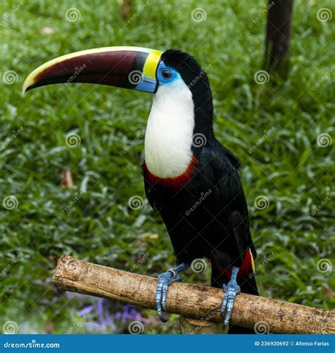 Toucan in the Brazilian Amazon Rainforest. Photographed in Belem ...