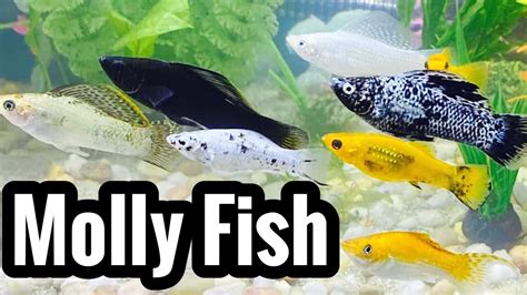 Black Molly Fish Care (Need to Know) - YouTube