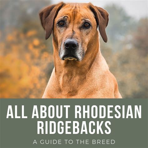 Rhodesian Ridgeback: Breed History, Temperament, and FAQs | PetHelpful