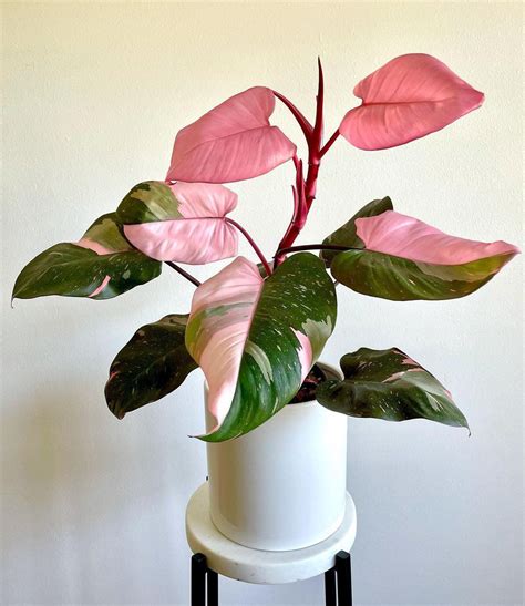 The Rare and Beautiful Pink Princess Philodendron