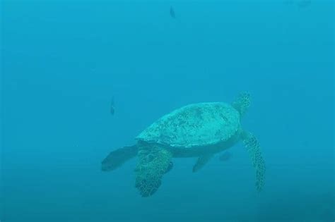 Waikiki Snorkel Tour - Real Hawaii Tours