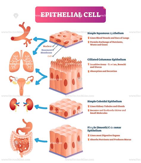 Epithelial cells anatomical vector illustration infographic diagram ...