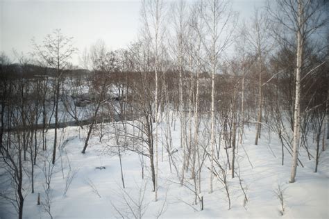 birch trees in winter-5589 | Stockarch Free Stock Photos