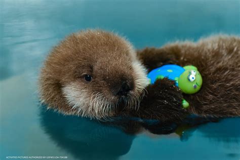 SeaLife Center welcomes rescued otter pup | Peninsula Clarion