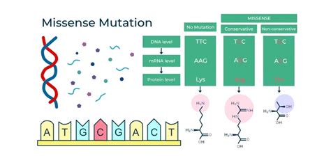 Difference Between Missense and Nonsense Mutation