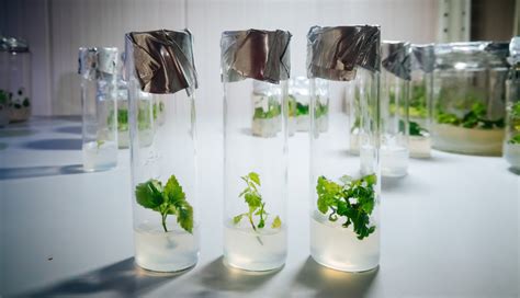 6 plant tissue culture media for beginners - Lab Associates