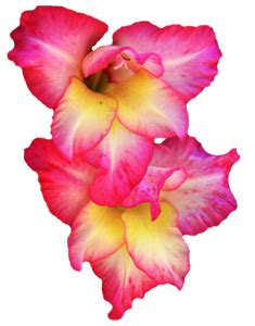 Gladiolus Clip Arts - Download free Gladiolus PNG Arts files.