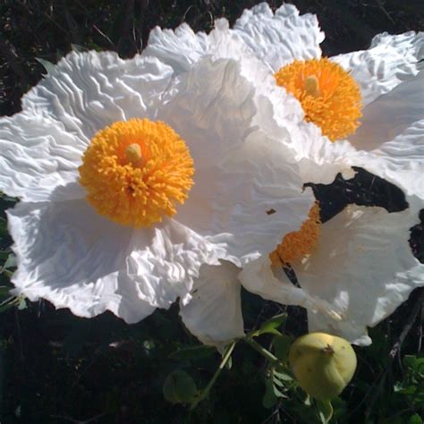 Fried Egg Flower - California native | California native garden ...