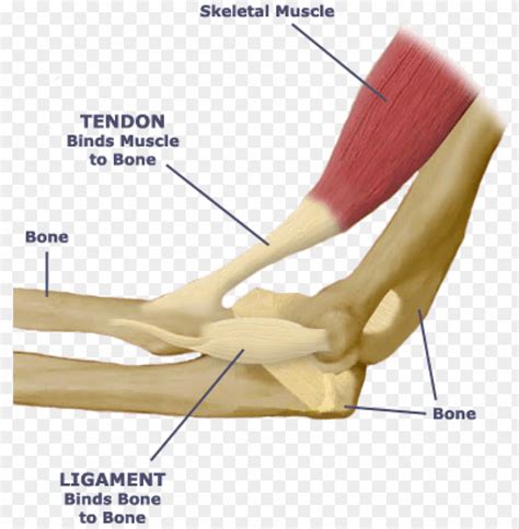 What Is The Relationship Between The Skeletal System - Tendon And ...