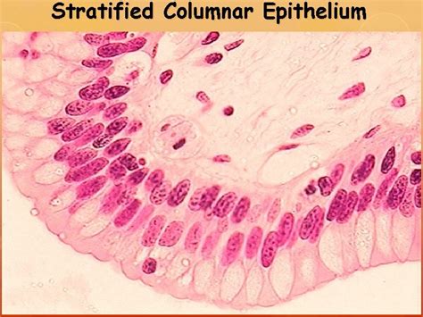 Stratified Columnar Epithelium Epithelial Connective Muscle and Nervous