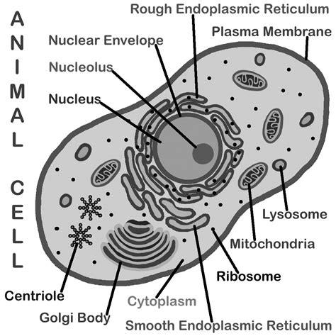 Cell clipart labelled, Cell labelled Transparent FREE for download on ...