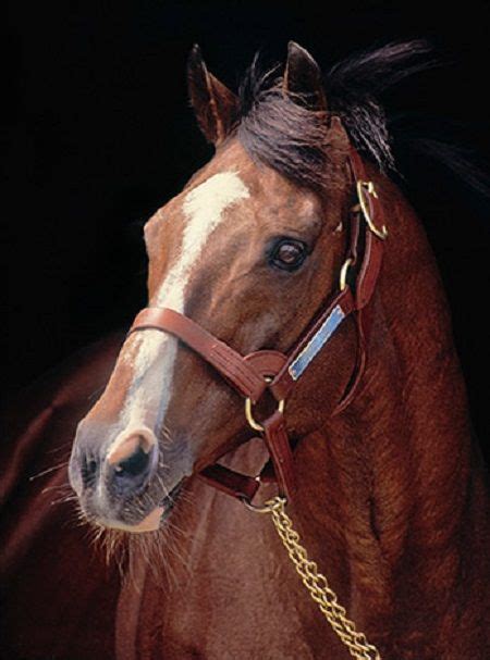 Northern Dancer - Photo courtesy of Windfields Farm. | Horses ...