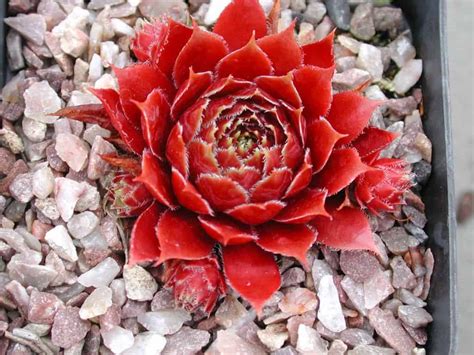 9 Ravishing Red Succulents - Sublime Succulents