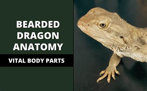 Bearded Dragon Anatomy 101 (5 Main Body Parts) - Reptile Maniac