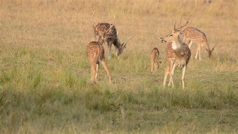 Spotted Deer with Antlers image - Free stock photo - Public Domain ...