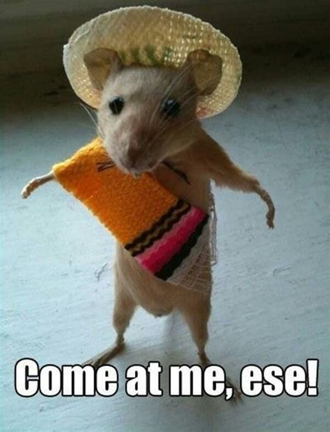 Pin by Lone Wolvve on Hilarious | Funny animal memes, Funny rats, Funny ...