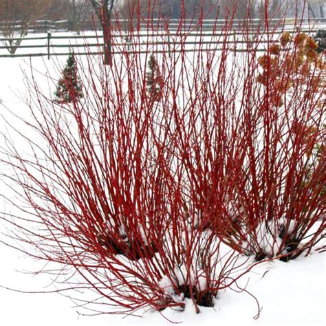 Arctic Fire® Red Twig Dogwood | Plant Addicts