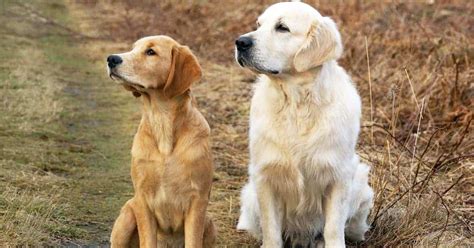 Golden Dog Breeds