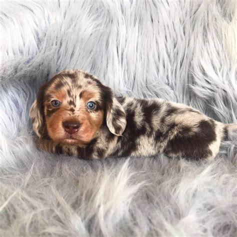 Stewie the dapple dachshund 😍 #DachshundPuppies | Cute animals ...