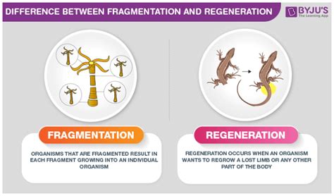 What is the Difference Between Fragmentation and Regeneration