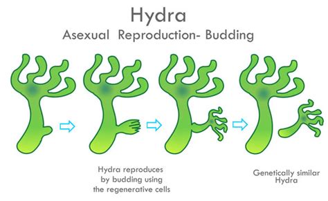 "Asexual Reproduction" Images – Browse 579 Stock Photos, Vectors, and ...