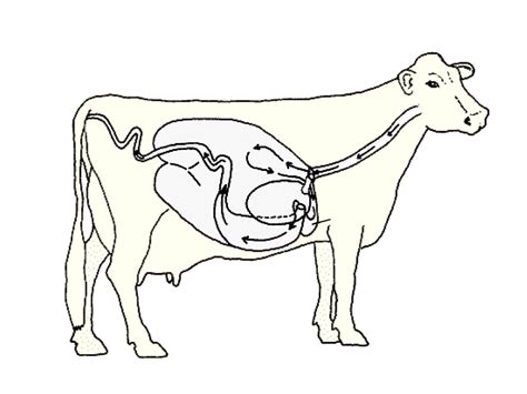 Draw The Digestive Tract Of A Cow - All About Cow Photos