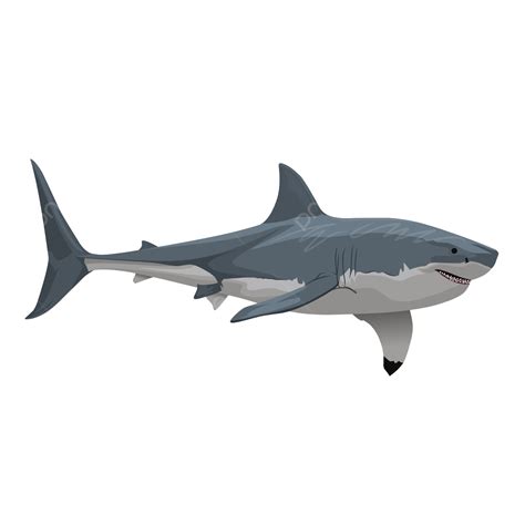 Great White Shark Vector, Shark, White Sharks, Animal PNG Transparent ...