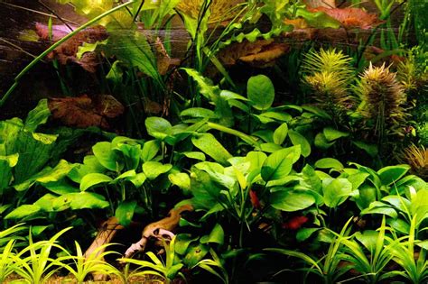 Anubias Nana: The Full Guide To Caring, Planting and Propagation ...