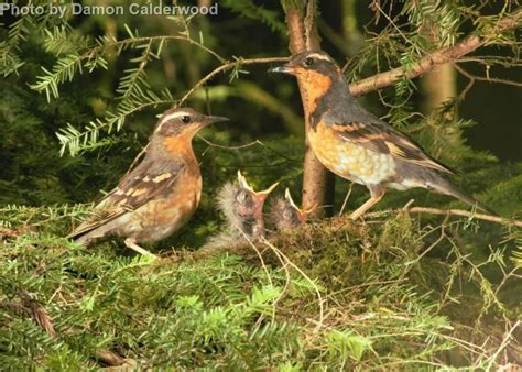 Varied Thrush - East Cascades Audubon Society