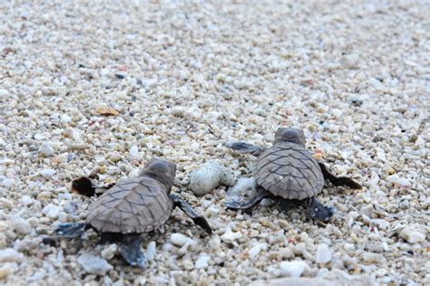 More Batches Of Pawikan Hatchlings Released At Cleanergy Park – Aboitiz