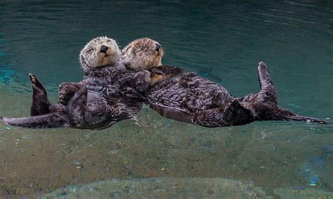 Sea Otter Hold Hands When They Sleep