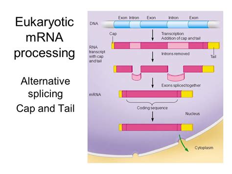 Mrna Molecule Diagram