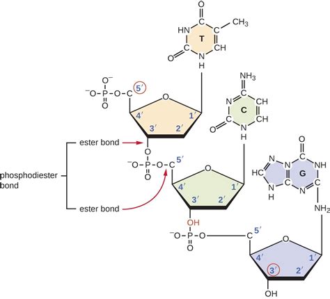 Phosphodiester Bond In Dna