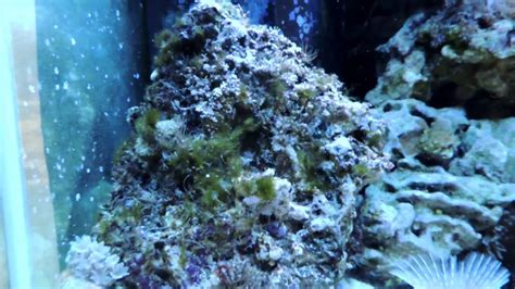 How Quickly Can a Healthy Reef Tank Eliminate Hair Algae? - YouTube