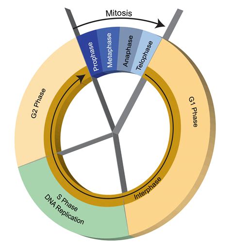 Describe the Cell Cycle Using at Least Three Sentences - Junior-has-Garza