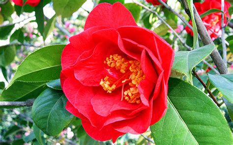 Camellia - Spiritual Meaning & Symbolism - Symbols and Synchronicity