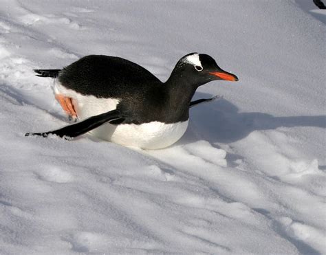 Antarctica's penguins are in trouble, new report shows - CBS News