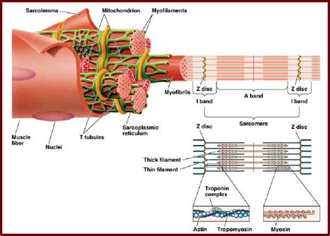 Myosin Myofilaments | SR and T tubules Myofibrils and myofilaments ...