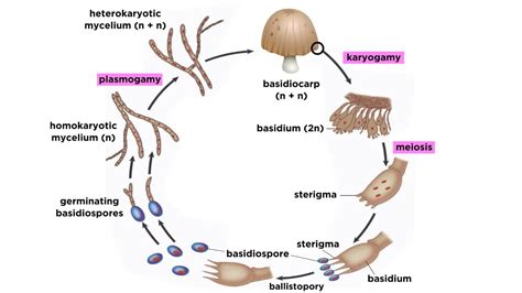 Basidiomycota Part 2: The Mushroom Life Cycle - YouTube