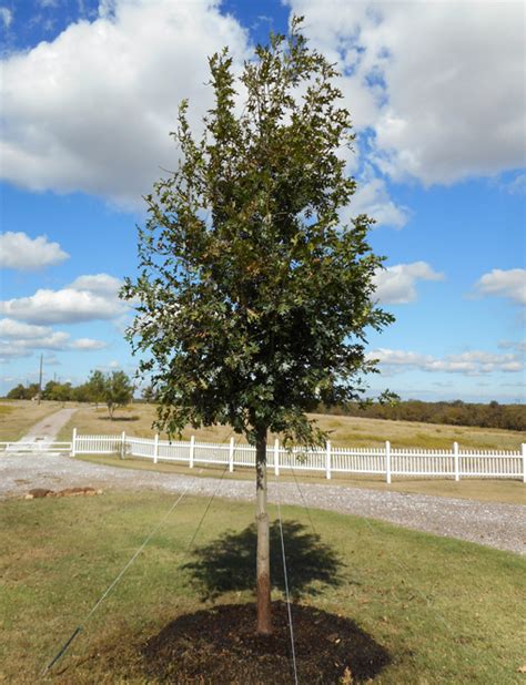 Texas Red Oak Tree Leaves