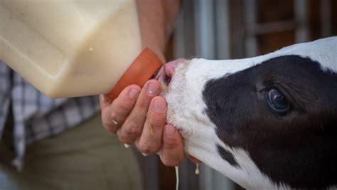 What you need to know about a quality calf milk replacer - Earlyfeed