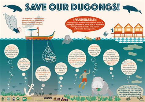 savedugongs-01 - The Dugong & Seagrass Conservation Project