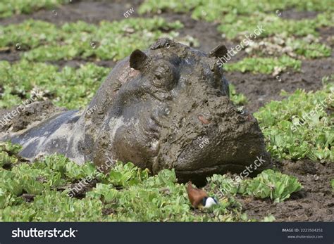 Head Hippopotamus Hippopotamus Amphibius Mud Pond Stock Photo ...