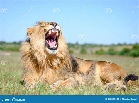 African Lion Roar, Lion Male with Manes Stock Image - Image of african ...