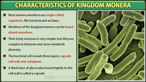 Characteristics of Kingdom Monera | Free Biology Notes - Rajus Biology