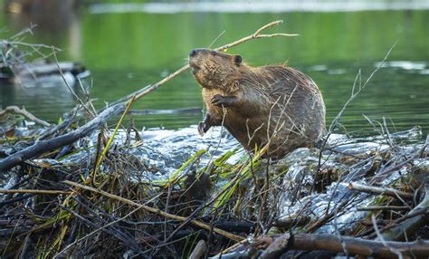 Animal Symbolism: Beaver on Whats-Your-Sign.com