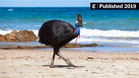 A Giant Bird Killed Its Owner. Now It Could Be Yours. - The New York Times